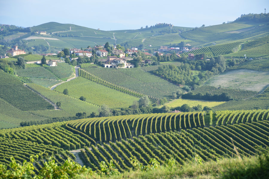 Farbe in der Natur: Das Bild zeigt die piemontesische Weinrebenlandschaft - der Ausgangspunkt für den Gestaltungsprozess.