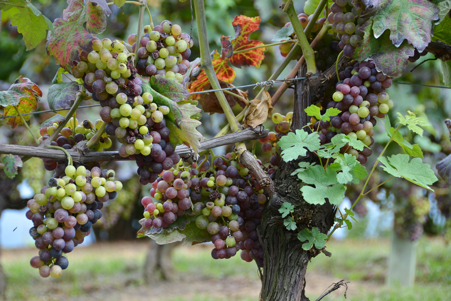 Farbe in der Natur: Nahaufnahme von Barolotrauben im Piemont