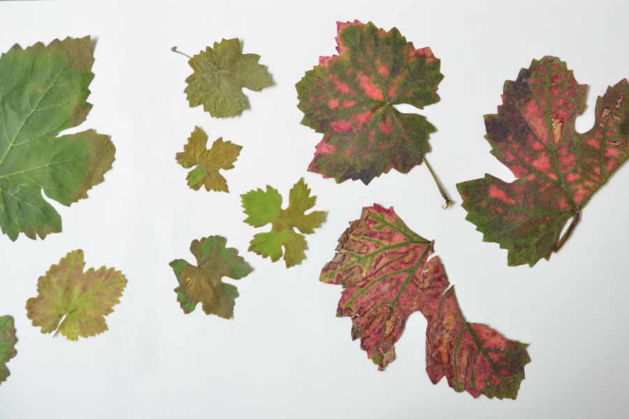 Farbe in der Natur: Das Bild zeigt gesammelte Weinblätter mit ihren charakteristischen Formen und ihrer herbstlichen Farbigkeit.