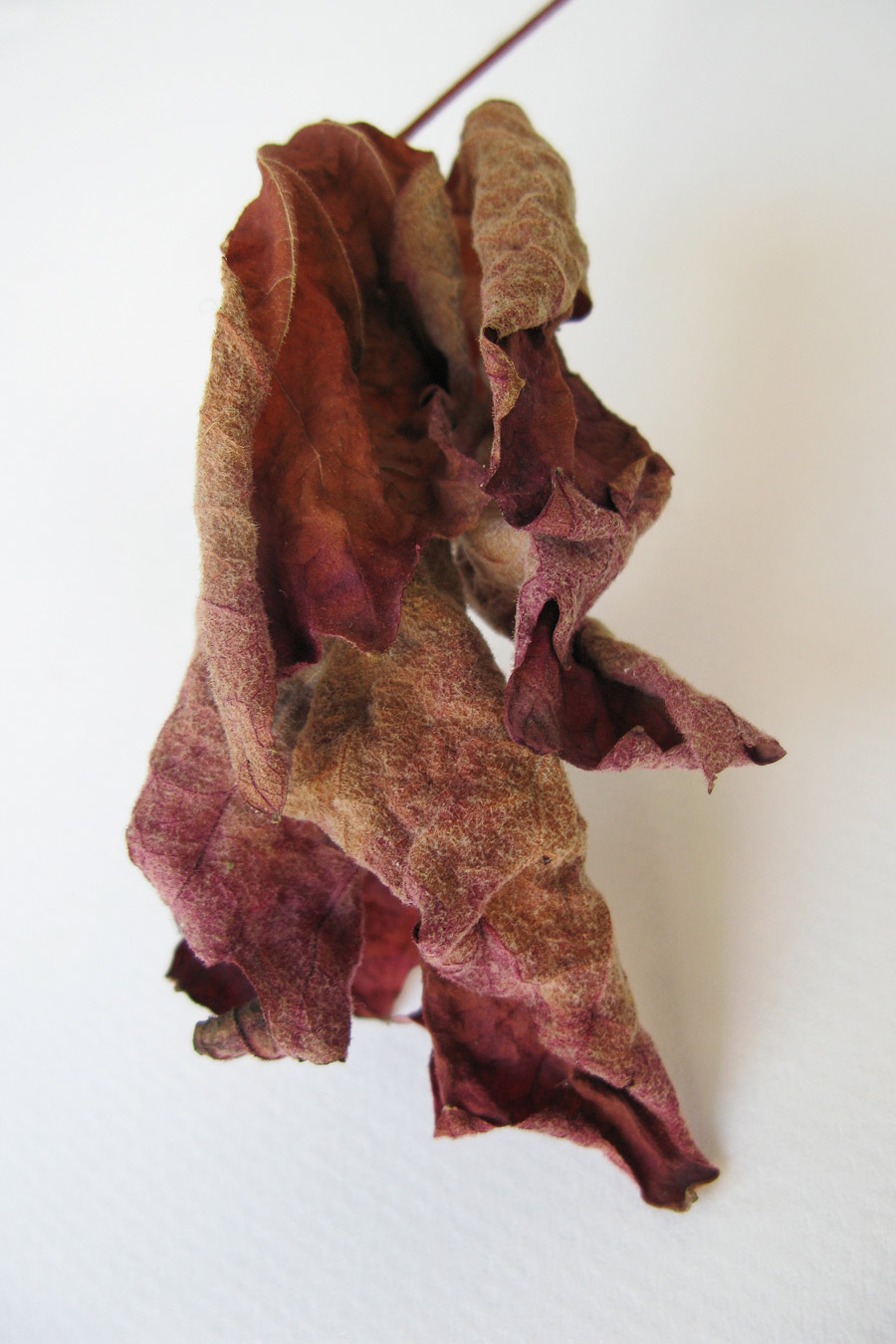 Farbe in der Natur: Das Bild zeigt eine Blattfigur aus der Fotoserie Figurentanz
